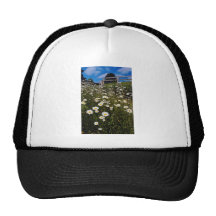 Yellow Daisies, the Quantocks, Somerset, England f Hats