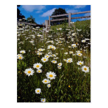 Yellow Daisies, the Quantocks, Somerset, England f Postcards