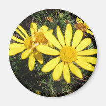 Yellow Daisy Bush Magnet