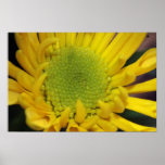 Yellow Daisy Canvas Print