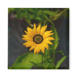 Yellow Daisy-Magnet