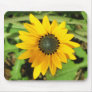 Yellow Daisy