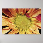 Yellow Daisy on Canvas Print