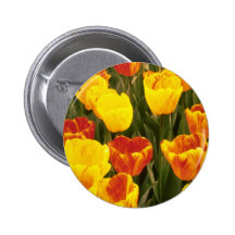 yellow Darwin Hybrid Tulips, 'Striped Oxford' flow Buttons