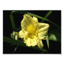 Yellow Daylily Flower Photo Print