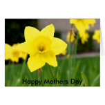 Yellow Delight-Spring Daffodil, Happy Mothers Day Greeting Cards