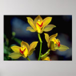 yellow Dendobium flowers Posters