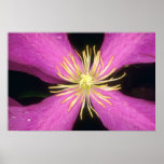 Yellow Dramatic Clematis flowers Print