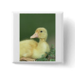 Yellow Duck Pins