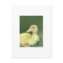 Yellow Duck Postcard