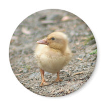 Yellow Duckling round magnet
