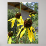 yellow echinacea black eyes susan flowers art posters