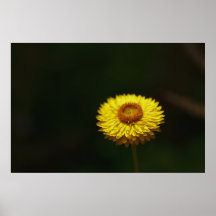 Yellow Everlasting Flower Poster