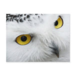 Yellow-eyed Snowy Owl Postcards