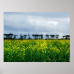 Yellow fields of rape, wall poster posters
