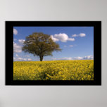 Yellow Fields Print