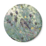 Yellow finch in the Shoreline Garden magnets