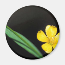 Yellow Flax Fridge Magnet
