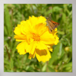 Yellow Flower and Butterfly Poster