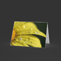 Yellow Flower cards