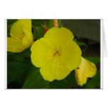 Yellow Flower Cards