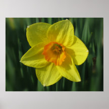 Yellow Flower Daffodil Posters