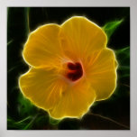 Yellow Flower Hibicus Poster
