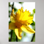 Yellow flower in the sun posters