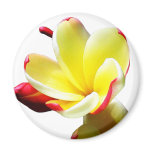 Yellow Flower Magnet