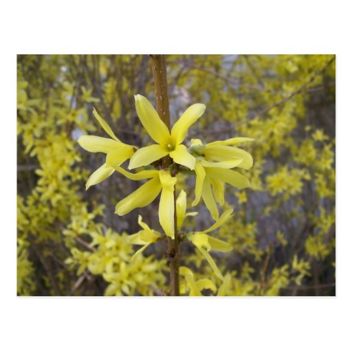 yellow flower nature floral tree blossom post cards