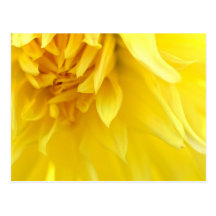 Yellow Flower Petal Post Card