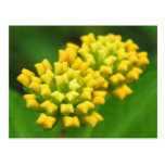 Yellow Flower Postcard