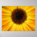 yellow flower posters