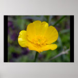 Yellow Flower Poster