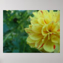 Yellow flower posters