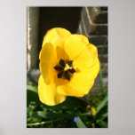Yellow Flower Poster