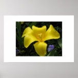 Yellow Flower posters