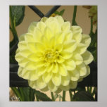 yellow flower posters