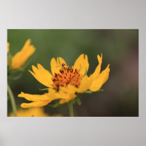 Yellow Flower Poster