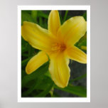 yellow flower poster