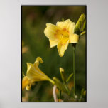 Yellow Flower Poster