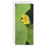 Yellow flower rack cards