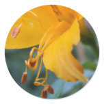 Yellow Flower Seed Stickers