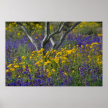 yellow Flower study, Phoenix, Arizona flowers Posters