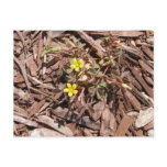 Yellow Flowering Weeds postcards