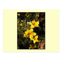 Yellow Flowers. Bidens. On Cream. Postcards