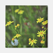 Yellow flowers magnets