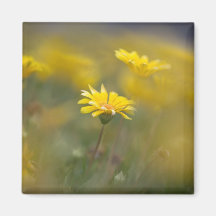 Yellow Flowers Magnets