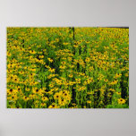 yellow Flowers, North Hatley, Estrie flowers Print