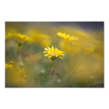 Yellow Flowers Photo Art
